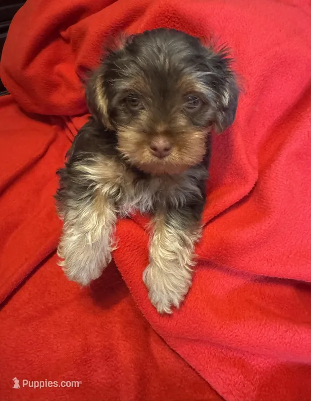 Baby Boy#2 – Yorkshire Terrier puppy for sale in Skipwith, VA