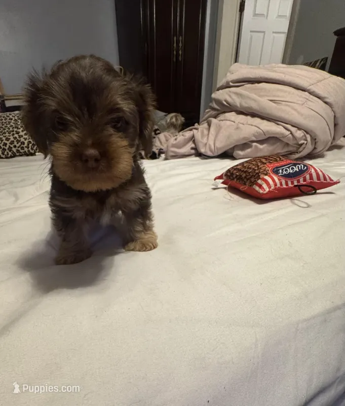 Baby Boy#2 – Yorkshire Terrier puppy for sale in Skipwith, VA