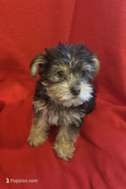 Teddy bear boy  – Yorkshire Terrier puppy for sale in Skipwith, VA