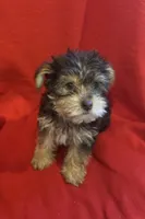 Teddy bear boy , a male Yorkshire Terrier for sale in Skipwith, VA – 1 of 10
