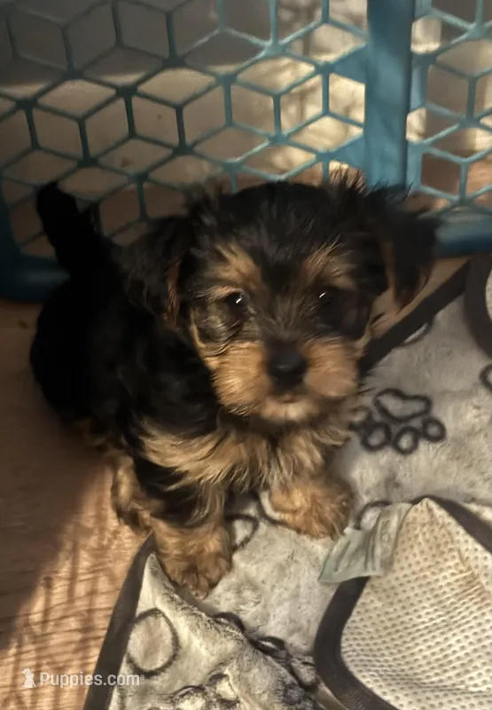Baby Girl ❤️ – Yorkshire Terrier puppy for sale in Skipwith, VA