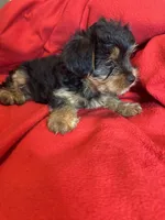 Baby Girl ❤️, a female Yorkshire Terrier for sale in Skipwith, VA – 10 of 10