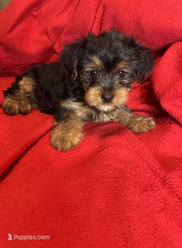 Baby Girl ❤️ – Yorkshire Terrier puppy on hold in Skipwith, VA
