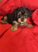 Baby Girl ❤️, a female Yorkshire Terrier for sale in Skipwith, VA – 1 of 10