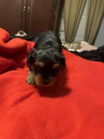 Baby Girl ❤️, a female Yorkshire Terrier for sale in Skipwith, VA – Photo 6 of 6