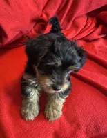 Baby Girl ❤️, a female Yorkshire Terrier for sale in Skipwith, VA – 5 of 10
