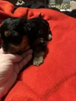 Baby Girl ❤️, a female Yorkshire Terrier for sale in Skipwith, VA – Photo 5 of 6