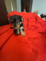 Baby Girl ❤️, a female Yorkshire Terrier for sale in Skipwith, VA – 8 of 10
