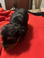 Baby Girl ❤️, a female Yorkshire Terrier for sale in Skipwith, VA – Photo 2 of 6