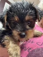 Baby Girl ❤️, a female Yorkshire Terrier for sale in Skipwith, VA – 6 of 10