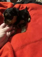 Baby Girl ❤️, a female Yorkshire Terrier for sale in Skipwith, VA – Photo 4 of 6