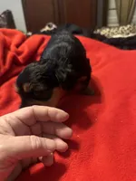 Baby Girl ❤️, a female Yorkshire Terrier for sale in Skipwith, VA – Photo 3 of 6