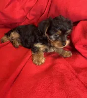 Baby Girl ❤️, a female Yorkshire Terrier for sale in Skipwith, VA – 3 of 10