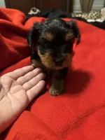 Baby Girl ❤️, a female Yorkshire Terrier for sale in Skipwith, VA – Photo 1 of 6