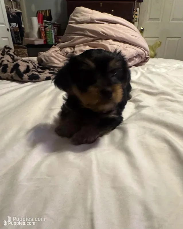 Baby Girl ❤️ – Yorkshire Terrier puppy for sale in Skipwith, VA