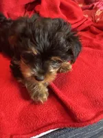 Baby Girl ❤️, a female Yorkshire Terrier for sale in Skipwith, VA – 7 of 10