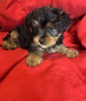 Baby Girl ❤️, a female Yorkshire Terrier for sale in Skipwith, VA – 2 of 10
