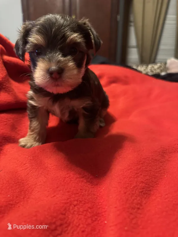 Baby boy #1 – Yorkshire Terrier puppy for sale in Skipwith, VA