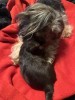 Baby boy #1, a male Yorkshire Terrier for sale in Skipwith, VA – Photo 4 of 5