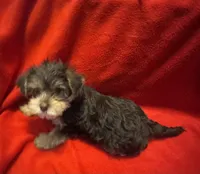 Baby boy #1, a male Yorkshire Terrier for sale in Skipwith, VA – 4 of 10