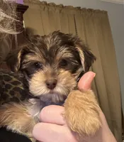 Baby boy #1, a male Yorkshire Terrier for sale in Skipwith, VA – 9 of 10