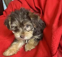 Baby boy #1, a male Yorkshire Terrier for sale in Skipwith, VA – 3 of 10