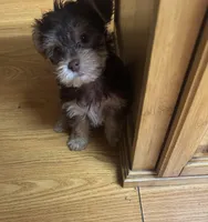 Baby boy #1, a male Yorkshire Terrier for sale in Skipwith, VA – 7 of 10