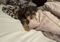 Baby boy #1, a male Yorkshire Terrier for sale in Skipwith, VA – 10 of 10