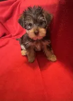 Baby boy #1, a male Yorkshire Terrier for sale in Skipwith, VA – 5 of 10