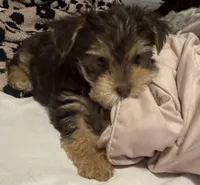 Baby boy #1, a male Yorkshire Terrier for sale in Skipwith, VA – 8 of 10