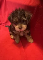 Baby boy #1, a male Yorkshire Terrier for sale in Skipwith, VA – 6 of 10