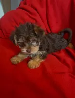 Baby boy #1, a male Yorkshire Terrier for sale in Skipwith, VA – 2 of 10