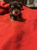 Baby boy #1, a male Yorkshire Terrier for sale in Skipwith, VA – Photo 3 of 5