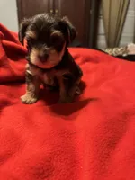Baby boy #1, a male Yorkshire Terrier for sale in Skipwith, VA – Photo 2 of 5