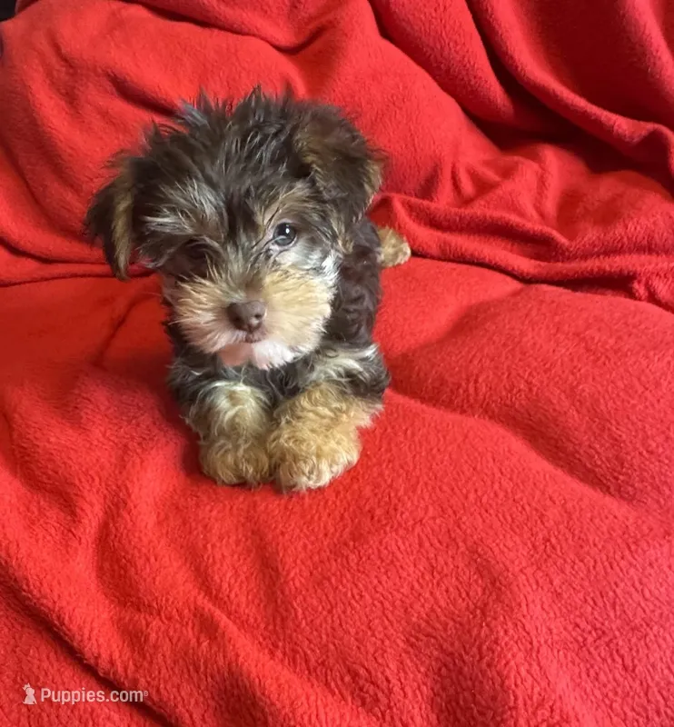 Baby boy #1 – Yorkshire Terrier puppy for sale in Skipwith, VA