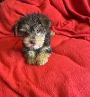 Baby boy #1, a male Yorkshire Terrier for sale in Skipwith, VA – 1 of 10
