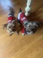 Baby boy #1, a male Yorkshire Terrier for sale in Skipwith, VA – Photo 5 of 5