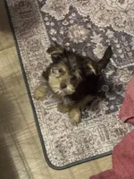 Teddy bear boy , a male Yorkshire Terrier for sale in Skipwith, VA – 2 of 10