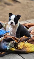 Coro, a male Boston Terrier for sale in Mossyrock, WA – 5 of 5