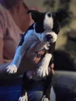 Coro, a male Boston Terrier for sale in Mossyrock, WA – 2 of 5