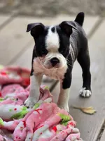 Coro, a male Boston Terrier for sale in Mossyrock, WA – 4 of 5