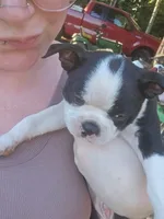 Coro, a male Boston Terrier for sale in Mossyrock, WA – 3 of 5
