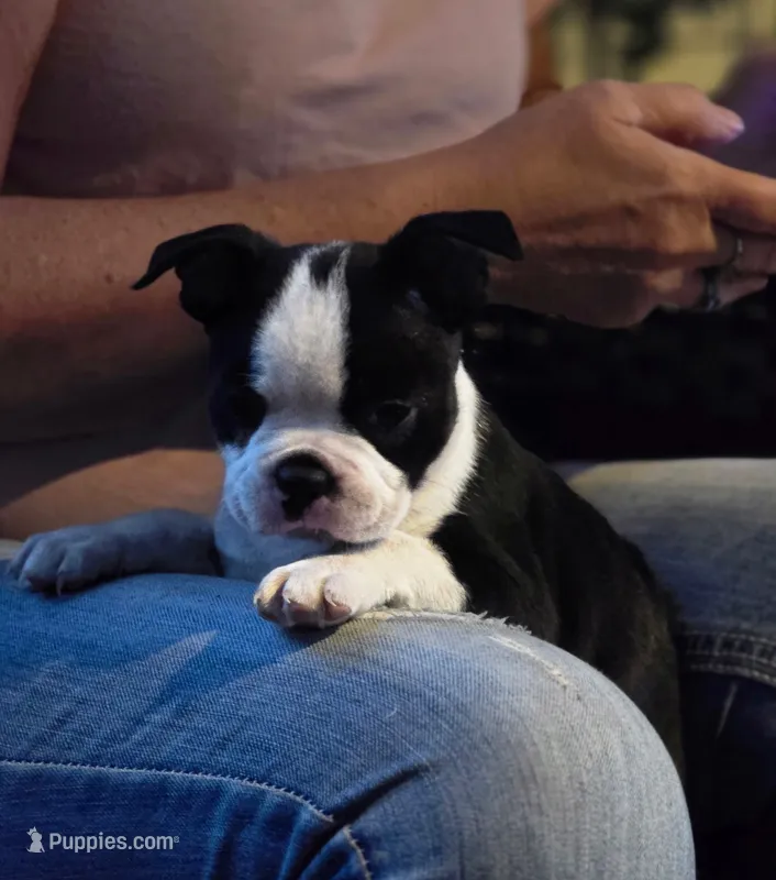Coro – Boston Terrier puppy for sale in Mossyrock, WA
