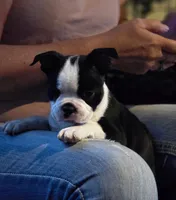 Coro, a male Boston Terrier for sale in Mossyrock, WA – 1 of 5
