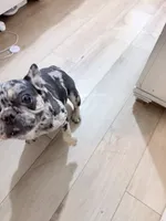 Tiny, a female French Bulldog for sale in Efland, NC – 6 of 8