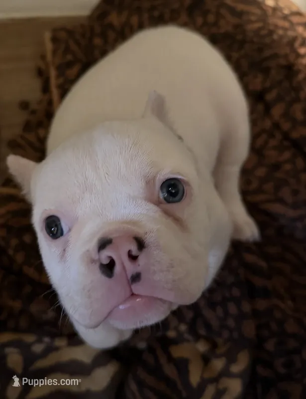 Snow White  – American Bully puppy for sale in Efland, NC