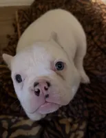 Snow White , a female American Bully for sale in Efland, NC – 1 of 6