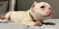 Snow White , a female American Bully for sale in Efland, NC – 4 of 7