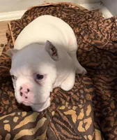 Snow White , a female American Bully for sale in Efland, NC – 3 of 6