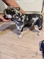 Tiny, a female French Bulldog for sale in Efland, NC – 2 of 8